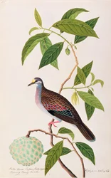 Custard Apple, Poke Nona Caprie with Boorong Pooney Sieole, from Drawings of Birds from Malacca